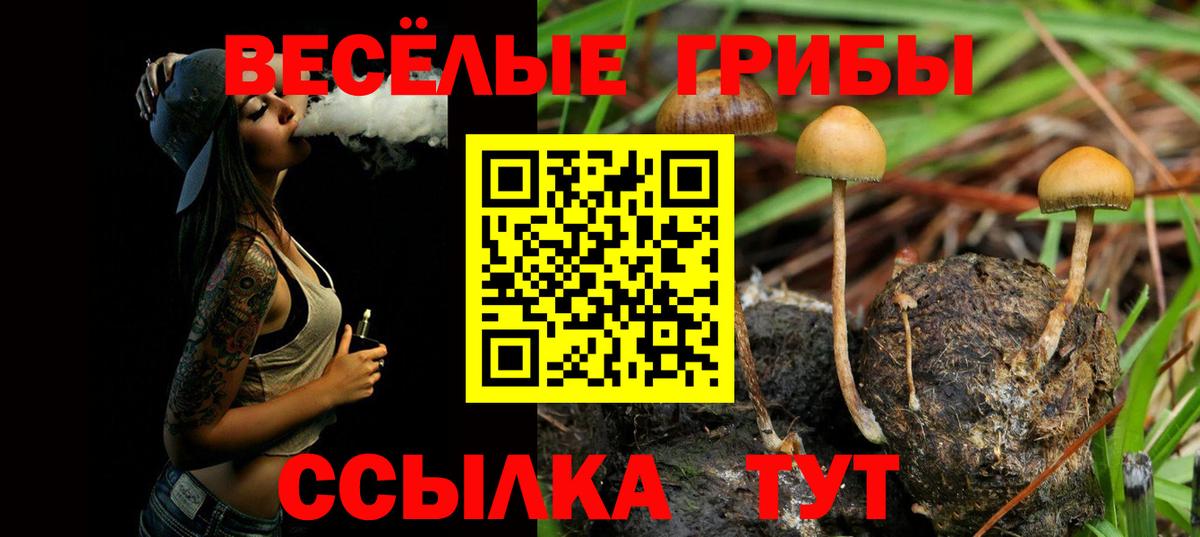 Псилоцибиновые грибы Cubensis Кизляр